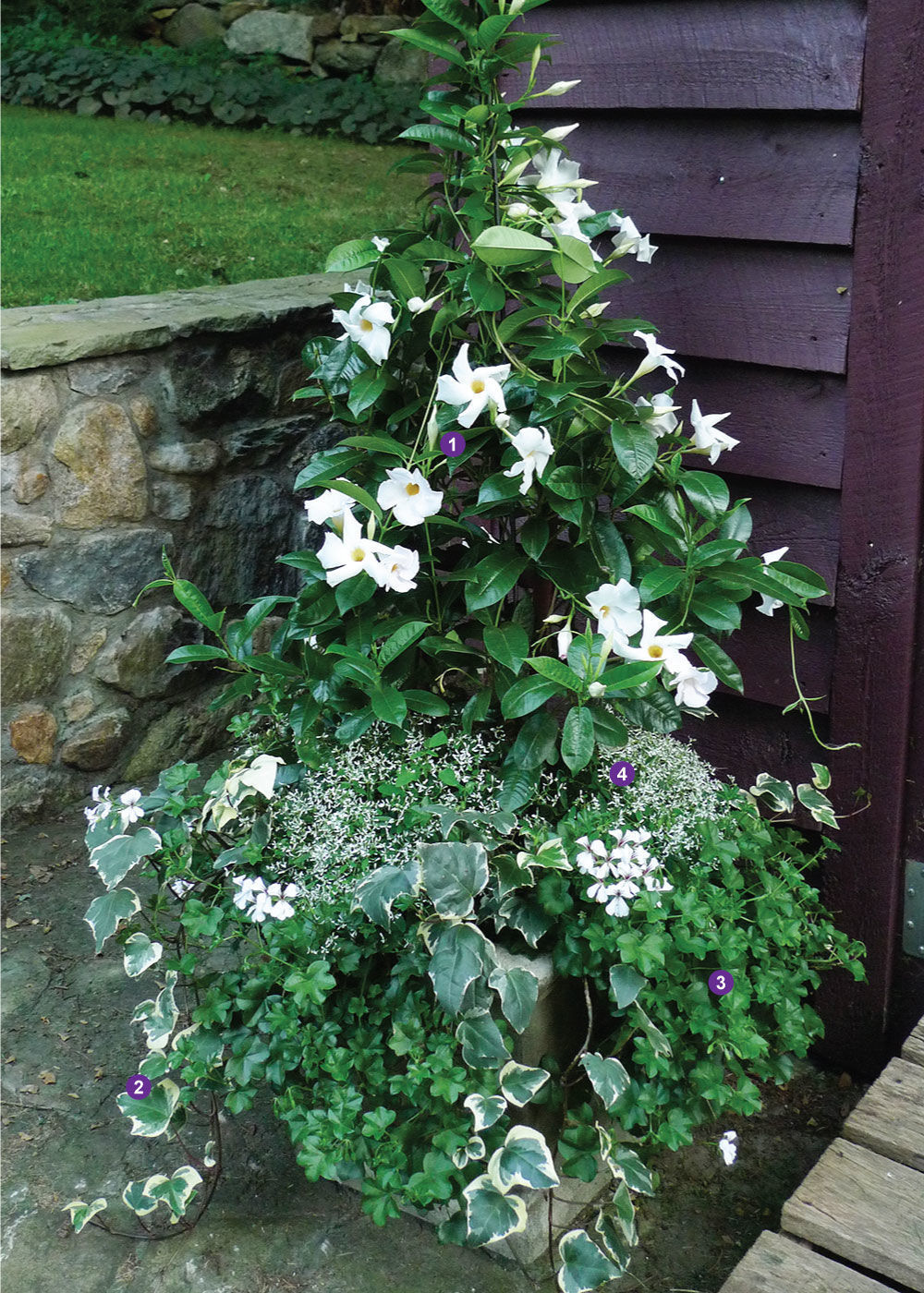 White mandevilla, Variegated Algerian ivy, 'White Blizzard’ ivy geranium and ‘Hip Hop’ euphorbia against a dark painted shed