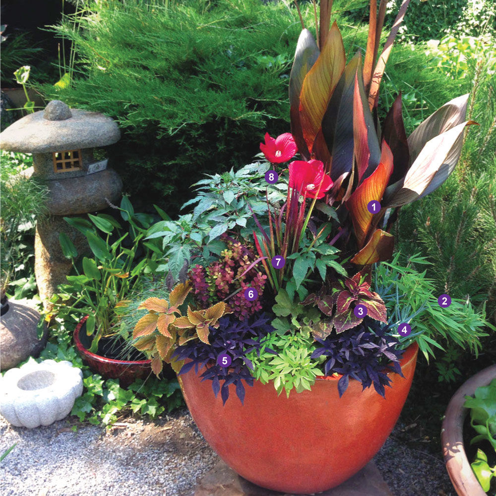 Canna, bamboo, coleus, Blue chalk sticks, Sweet potato vines, barberry, Japanese blood grass and Tropical hibiscus in a red orange plant container