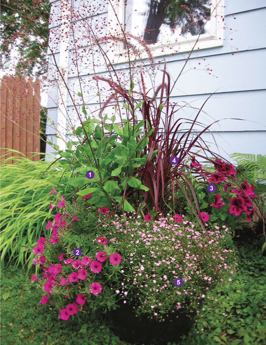 ‘Limon’ jewels of Opar, Supertunia® Sangria Charm petunia, ‘Graziosa Royal Lilac’ geranium, ‘Fireworks’ fountain grass and Pink baby’s breath in a dark plant container