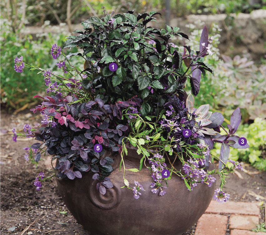 ‘Mona Lavender’ plectranthus, 'Purple Flash' ornamental pepper, Purple Heart, Whirlwind® Blue fan flower, ‘Plum Delight’ loropetalum and Echeveria in a dark purple plant container