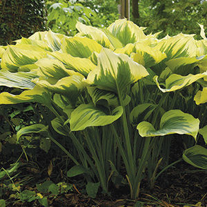 Hosta