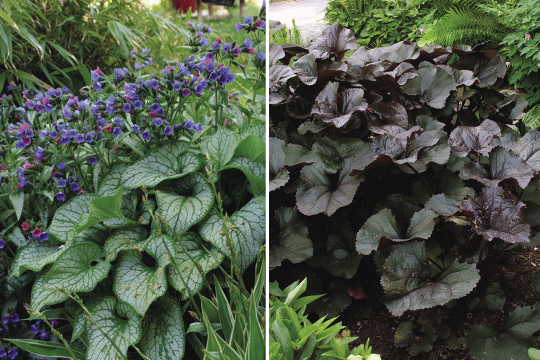 Brunnera and Ligularia as suitable plants