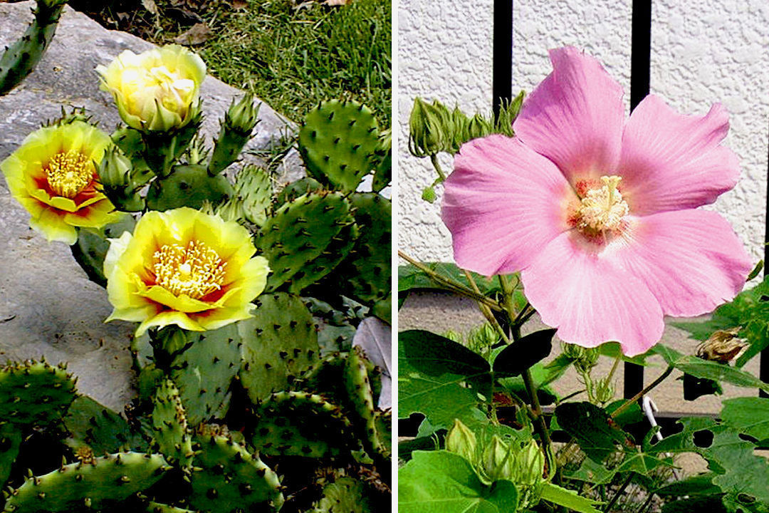 Prickly pear cactus and confederate rose mallow as suitable plants