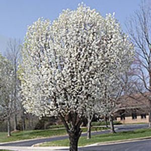  Bradford Pear