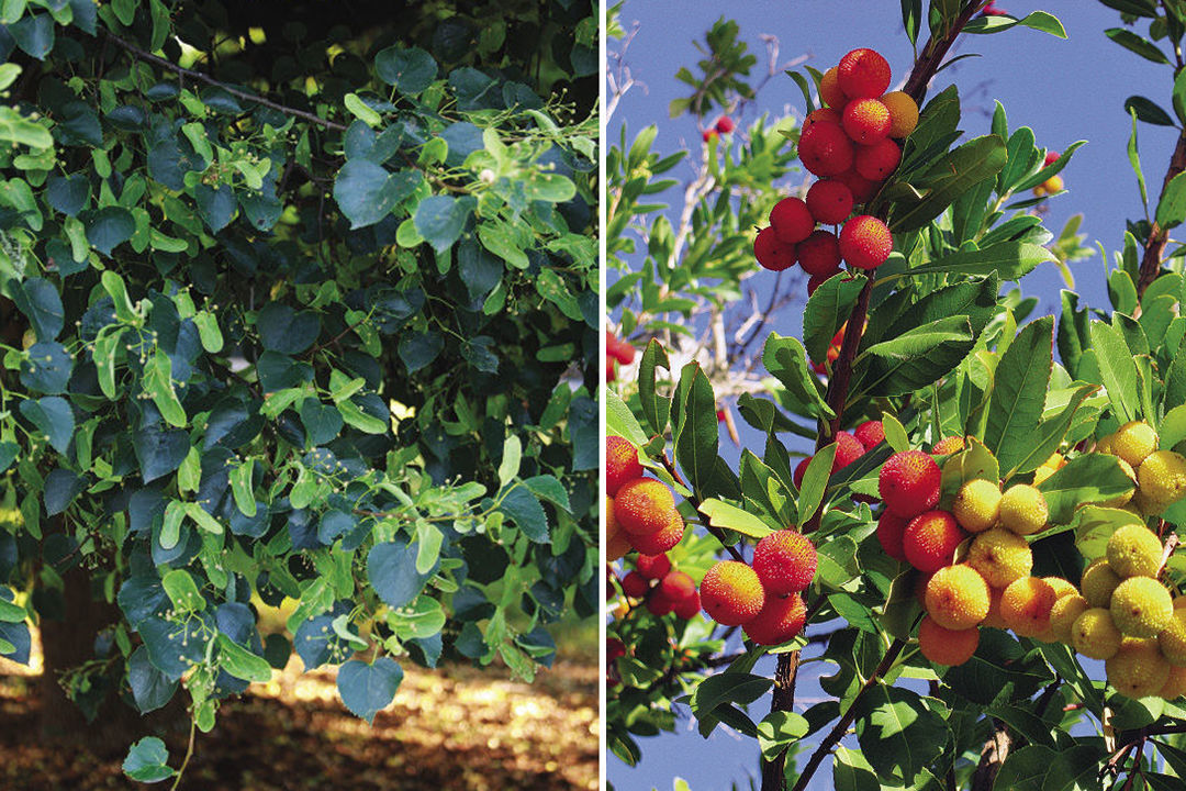 Littleleaf linden and strawberry tree