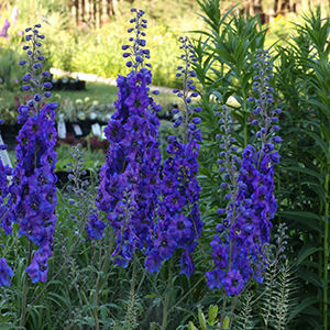 Delphinium