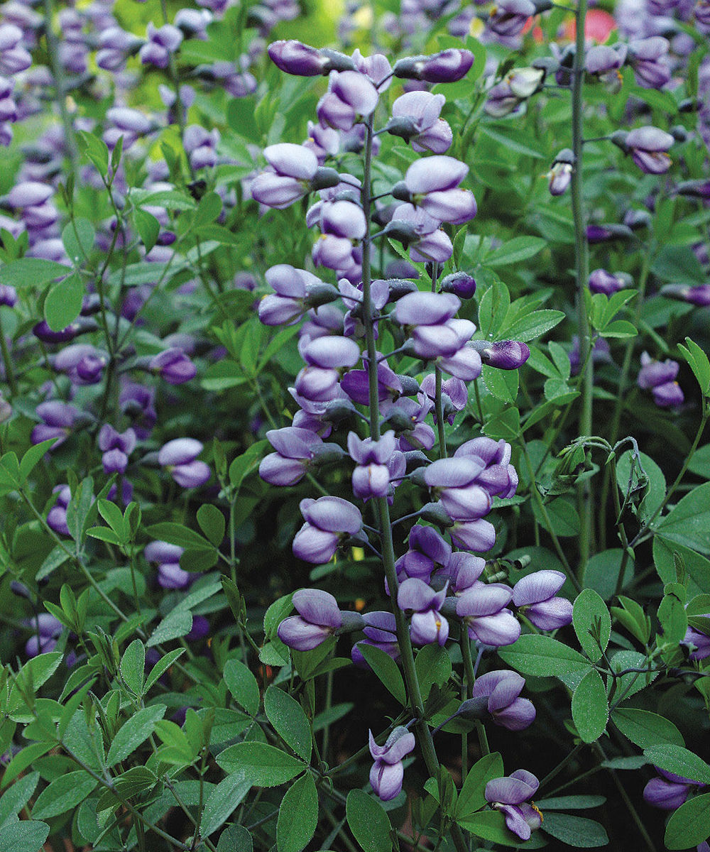 False Indigo