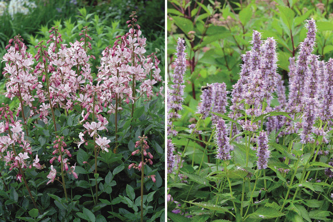 Gas plant and 'Blue Fortune' hyssop