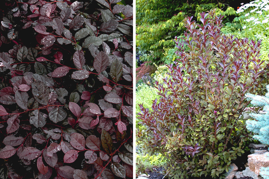 ‘Purple Pixie’ loropetalum and Wine and Roses® weigela