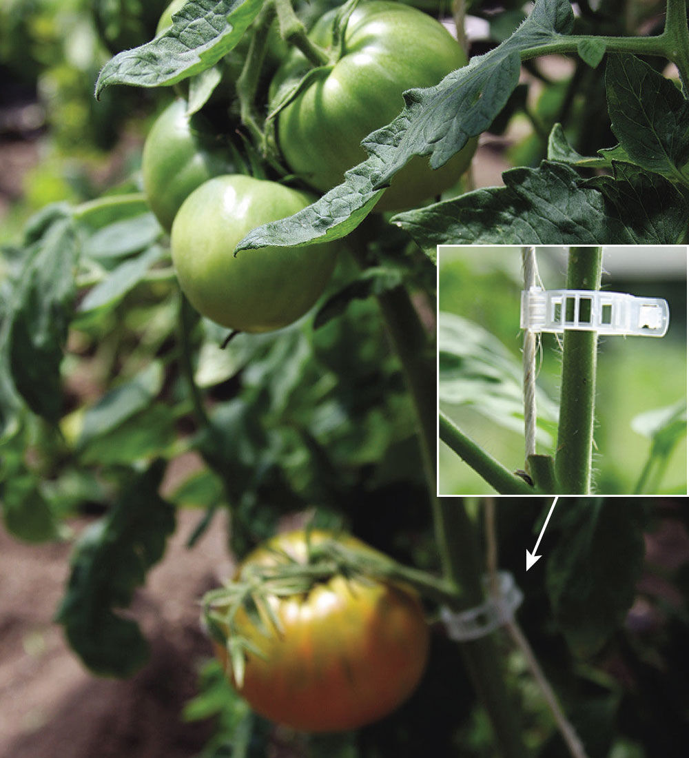 Clipping the stems of tomato plant