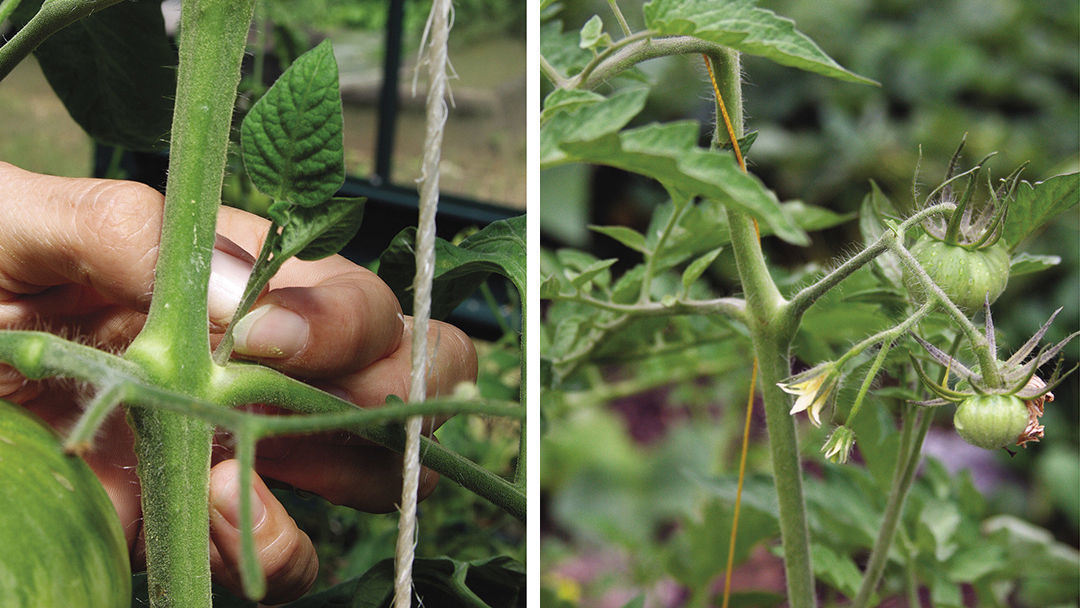 Suckers grow from the axils. Unless pruned, indeterminate tomato plants will form new leaf growth and fruit, called suckers, in the axils between branches (right). Pruning suckers is as easy as pinching the new growth (left).