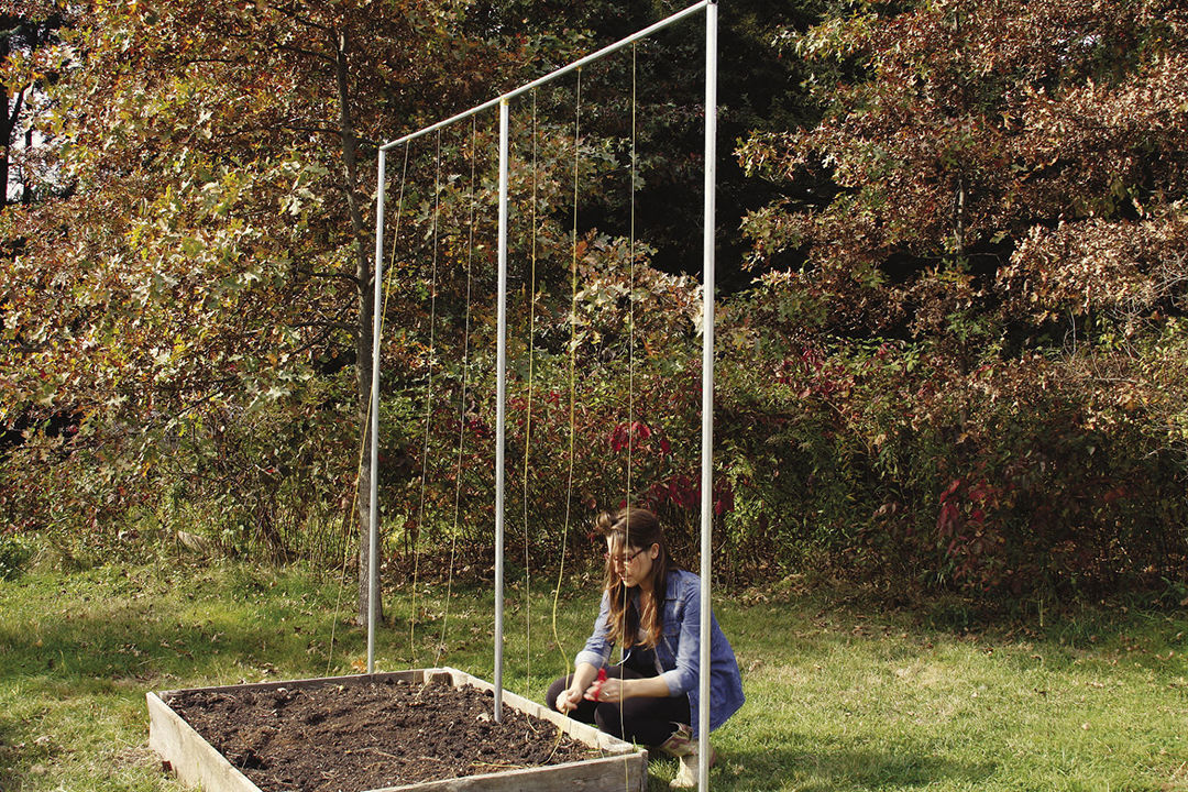 building a Single-Stem Trellis