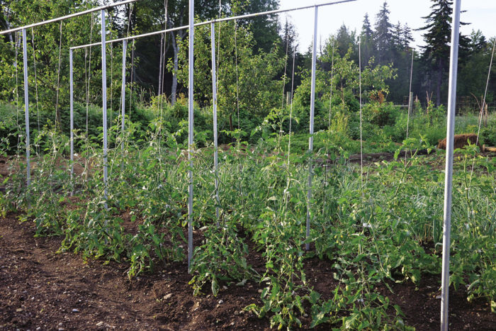 How To Keep Tomato Plants Producing - 5 Tips To More Tomatoes!