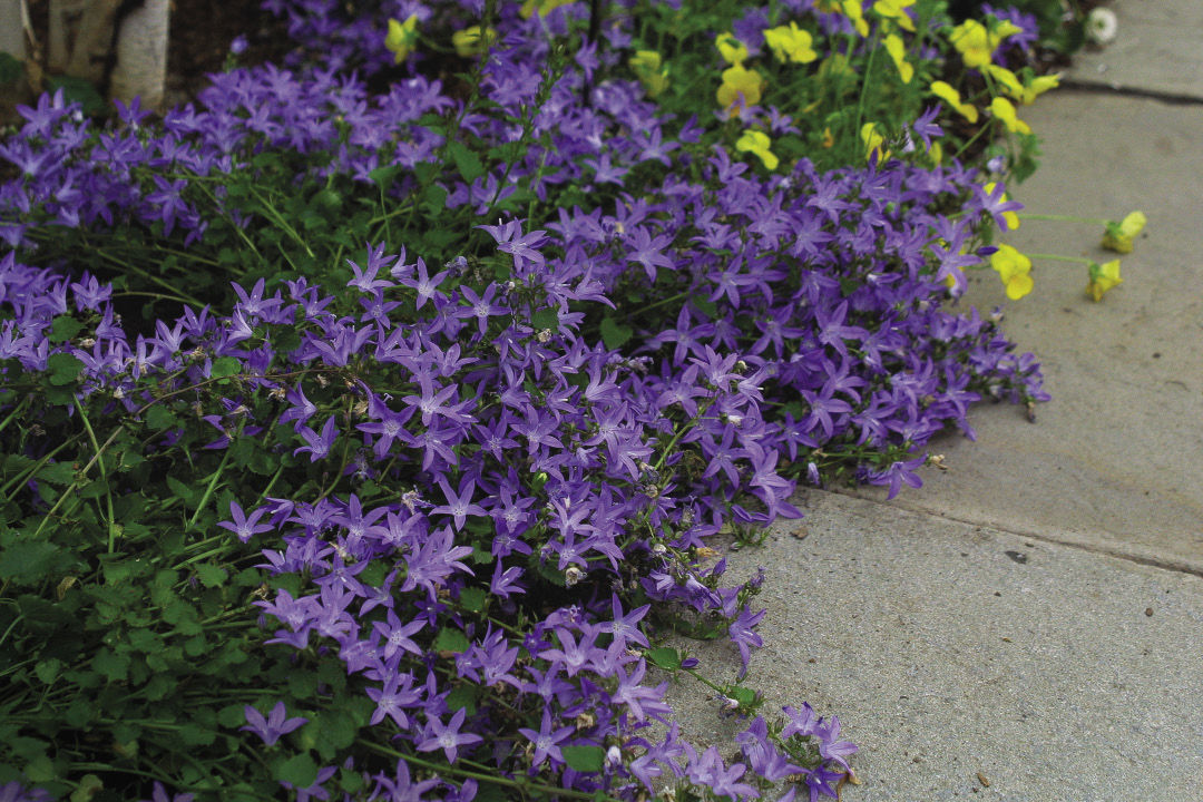 ‘Blue Waterfall’ starry Serbian campanula