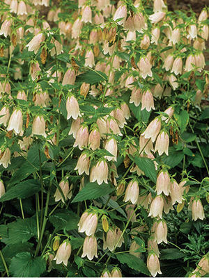 Korean campanula