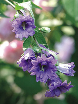 Bernice’ nettle-leaved campanula