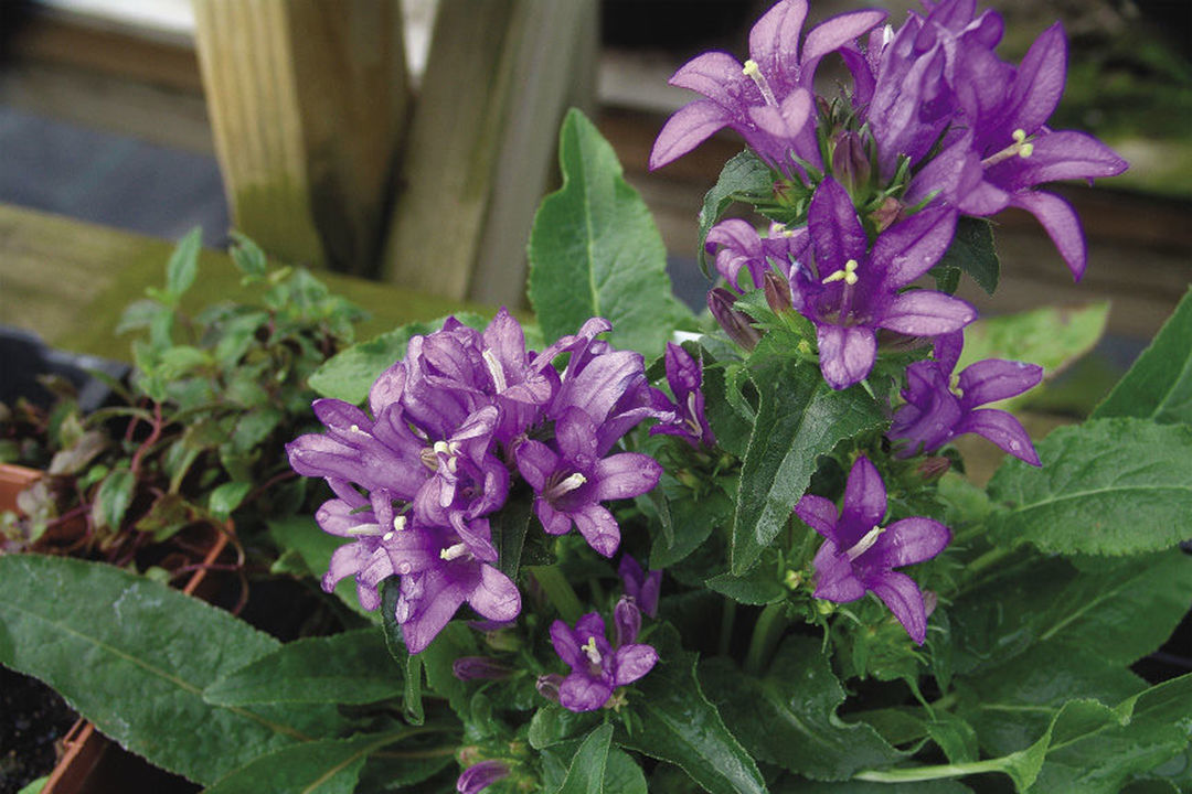 ‘Bellefleur Blue’ clustered campanula