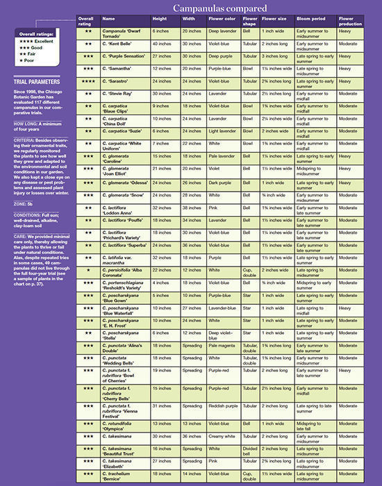 campanula comparison chart