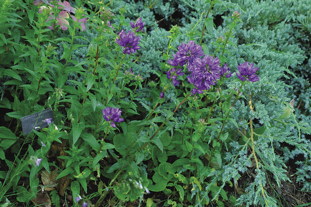 clustered campanula