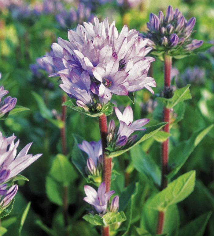 ‘Caroline’ clustered campanula