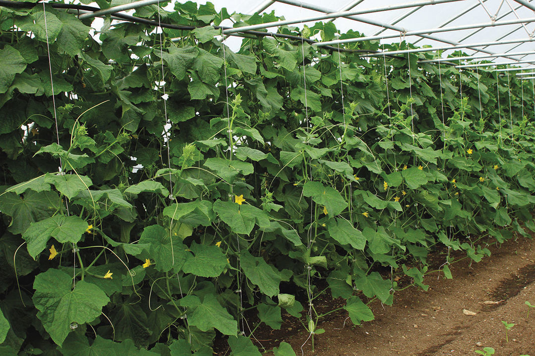 cucumber plants growing