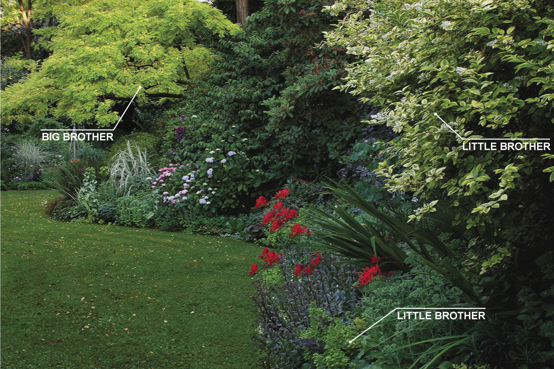  locust big brother, golden variegated privet and golden oregano little brothers as plan pairings