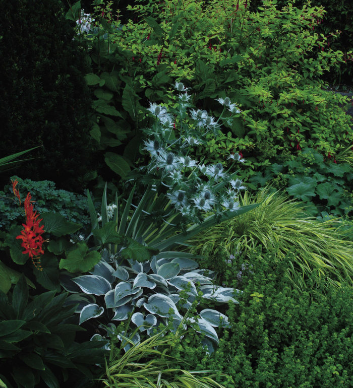 Miss Willmott’s ghost and ‘El Nino’ hosta