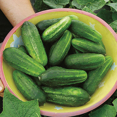 Cucumber Seeds - Organic Varieties