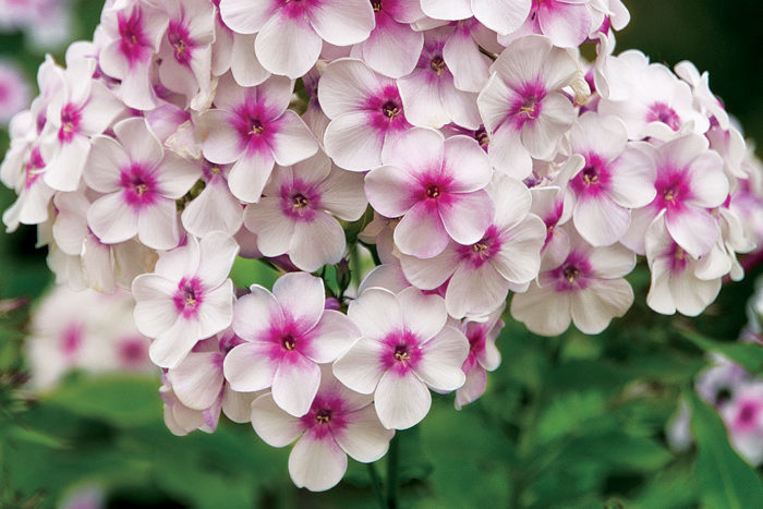 'Delta Snow' garden phlox