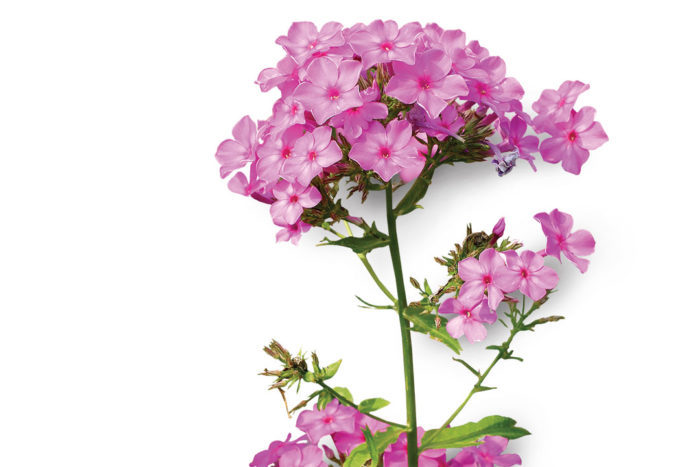 Cotton Candy™ Phlox - Plant Guide