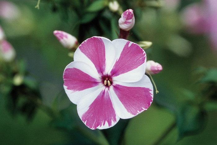 Phlox paniculata 'Peppermint Twist' (Garden Phlox)