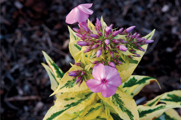 'Shockwave' garden phlox