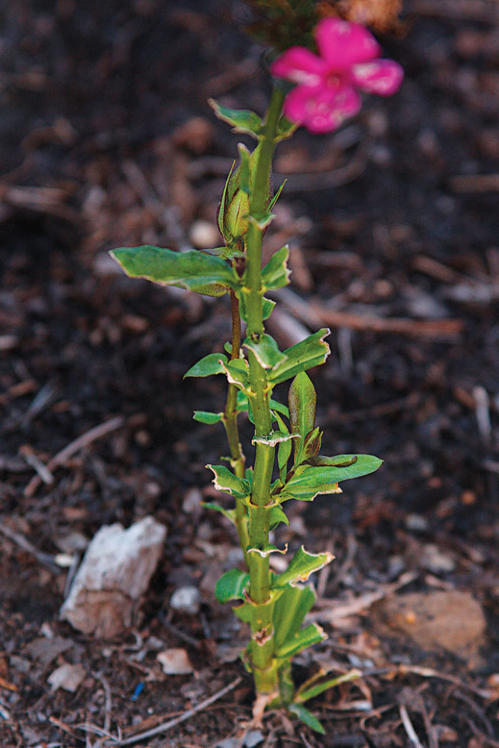 rabbit damage to a phlox plant