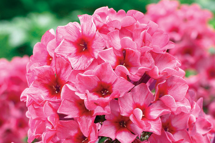 'Red Caribbean' garden phlox