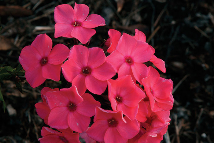 Candy Store™ Coral Crème Drop garden phlox