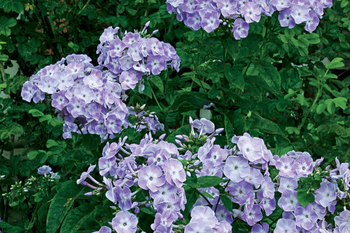 Phlox paniculata 'Peppermint Twist' (Garden Phlox)