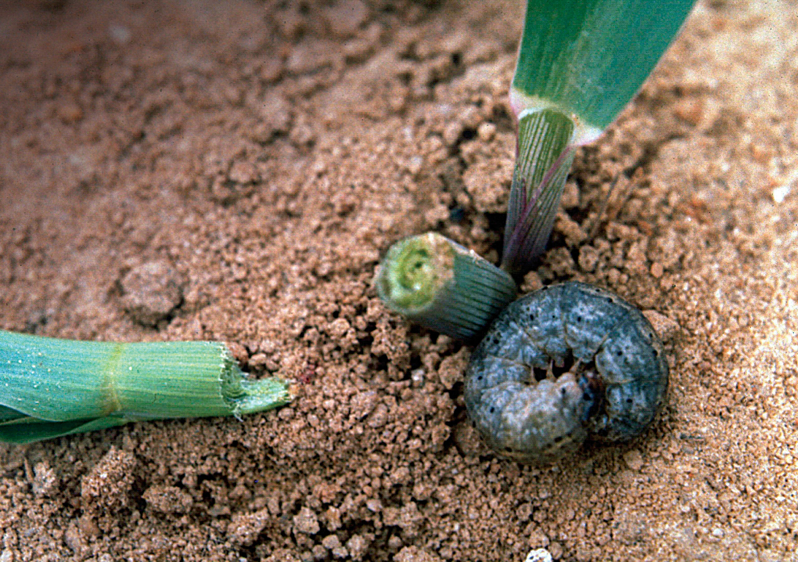 Look for cutworm damage at the base of a plant. Cutworms are notorious for sneaking out of the soil and severing plants at ground level.