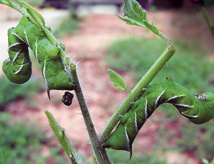 Hornworms are voracious. Tobacco hornworms (pictured) and tomato hornworms eat the tops of stems at night, then disguise themselves under leaves during the day.