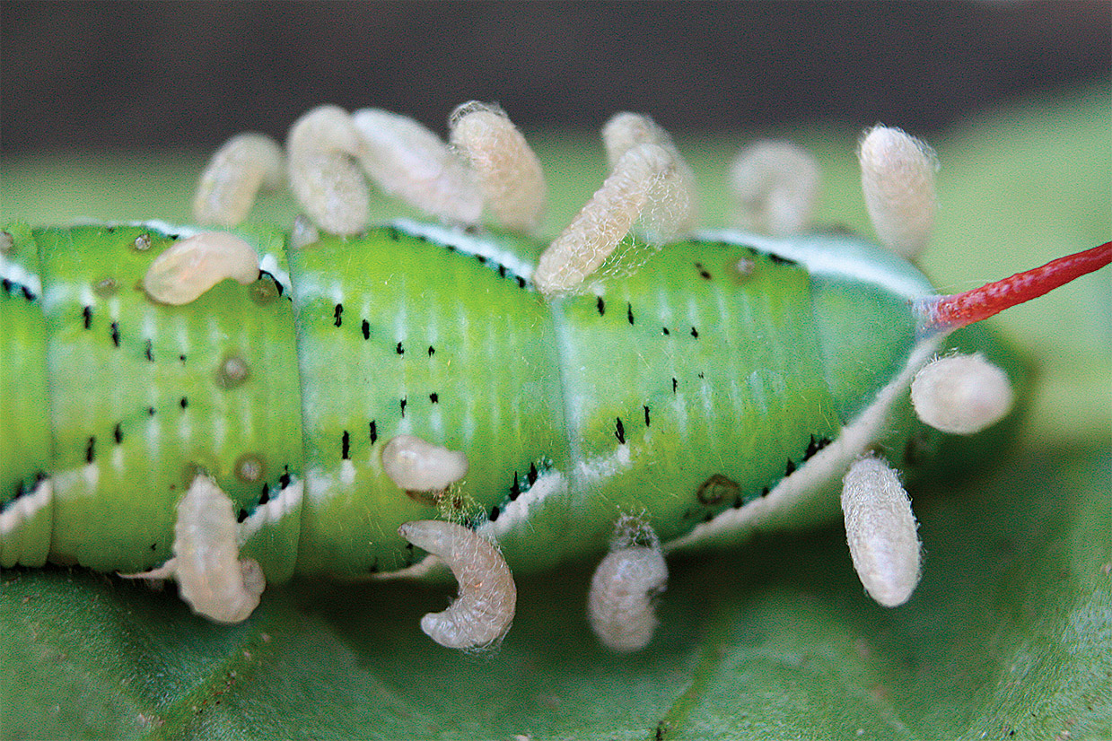 Larvae of a parasitic wasp oozing from the inside of a hornworm