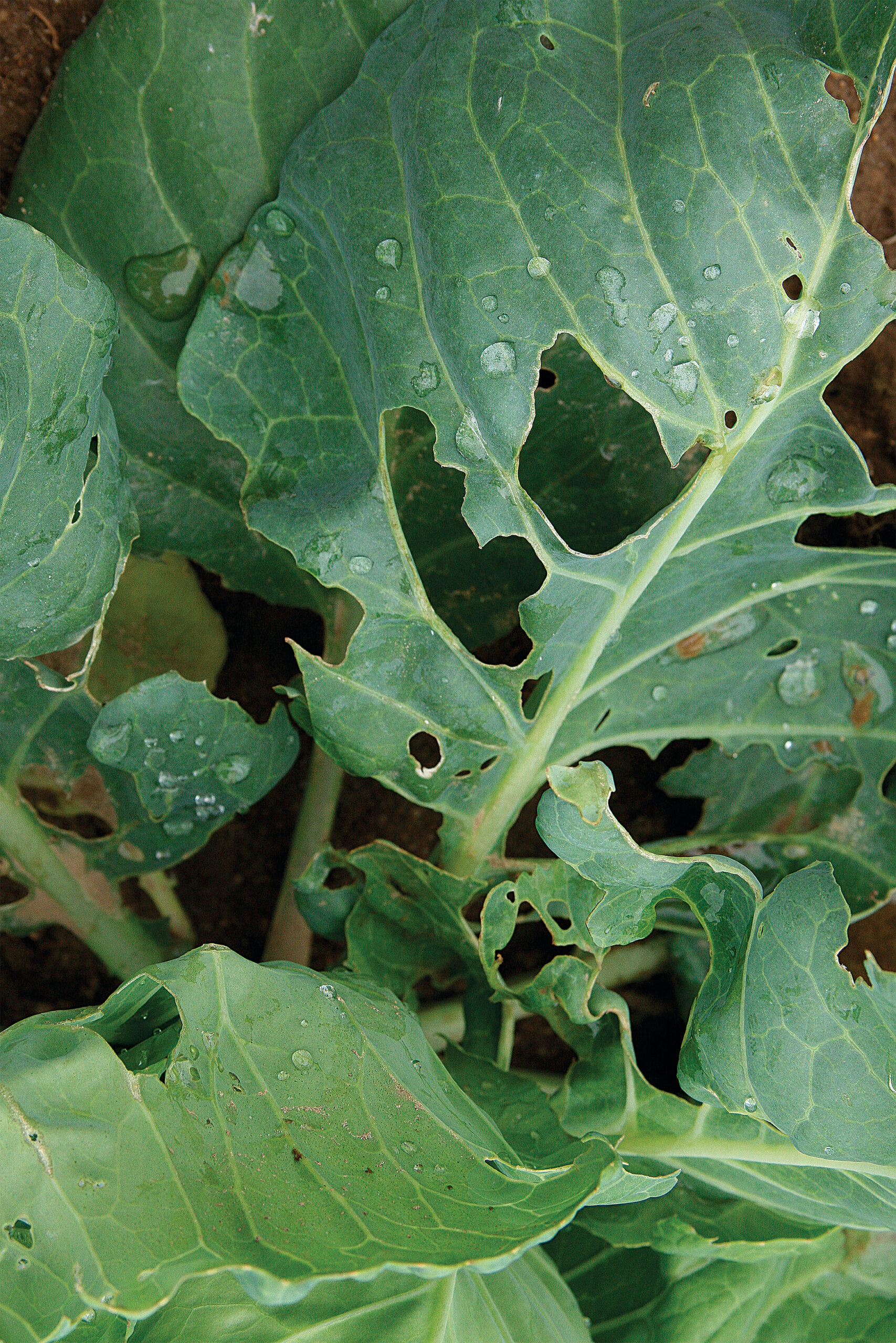 A slug didn’t cause these holes. Imported cabbageworms love to chew holes throughout cole crops. Look in every nook and cranny of the plant for evidence of these destructive pests, including dark fecal matter and small larvae.