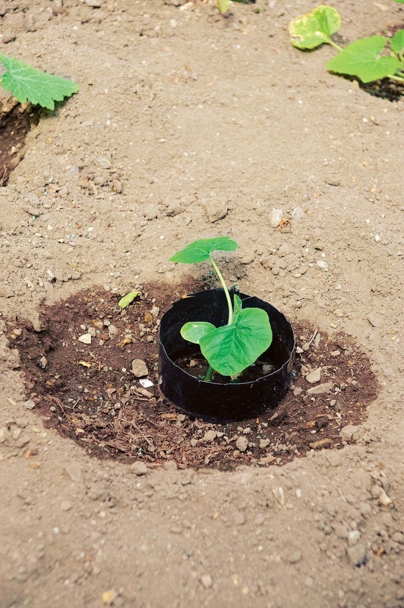 Plant growing in container
