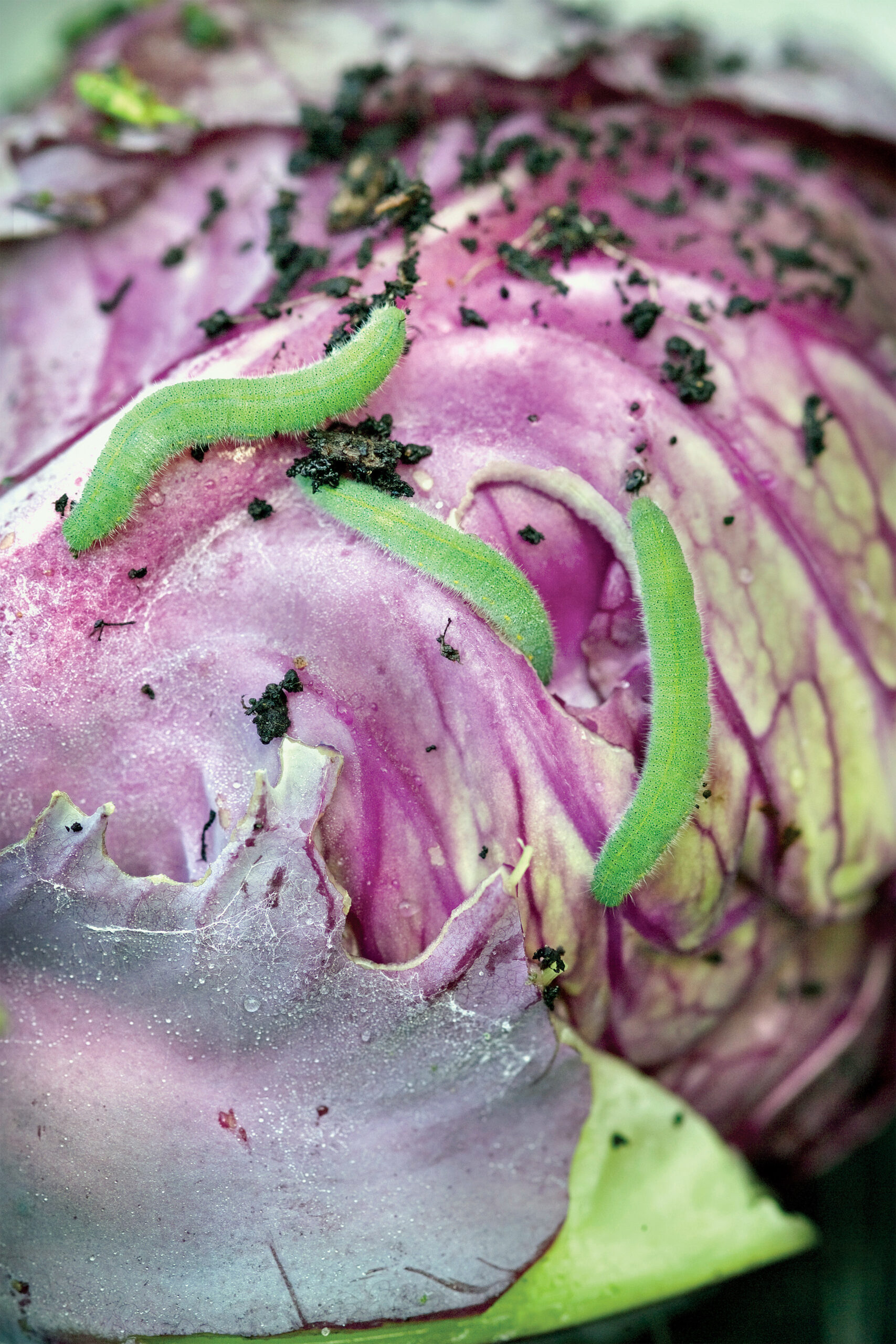 Red-leaved cole crops and tight-headed cabbage are less susceptible to imported cabbageworm damage than green cole crops.