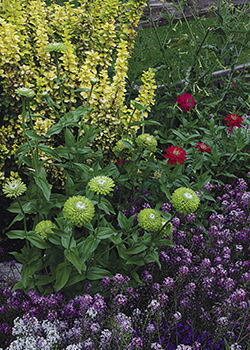 flowering tobacco and zinnia