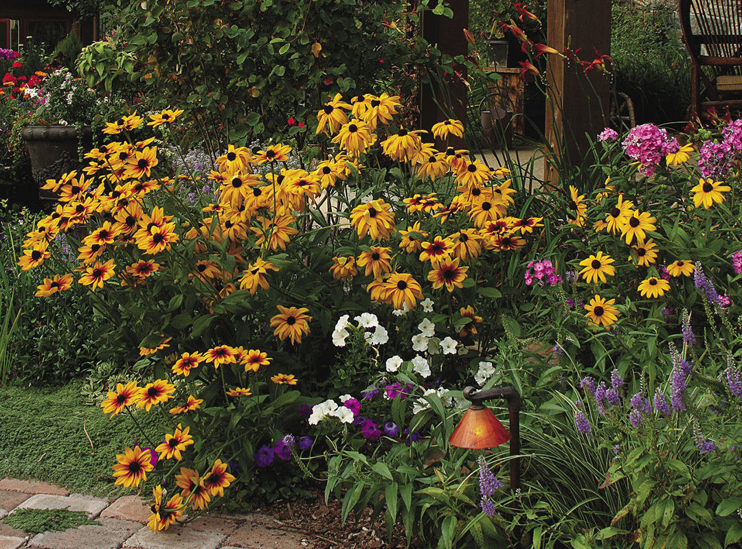 colorful yellow and black, white, pink and purple flowers near the pathway.