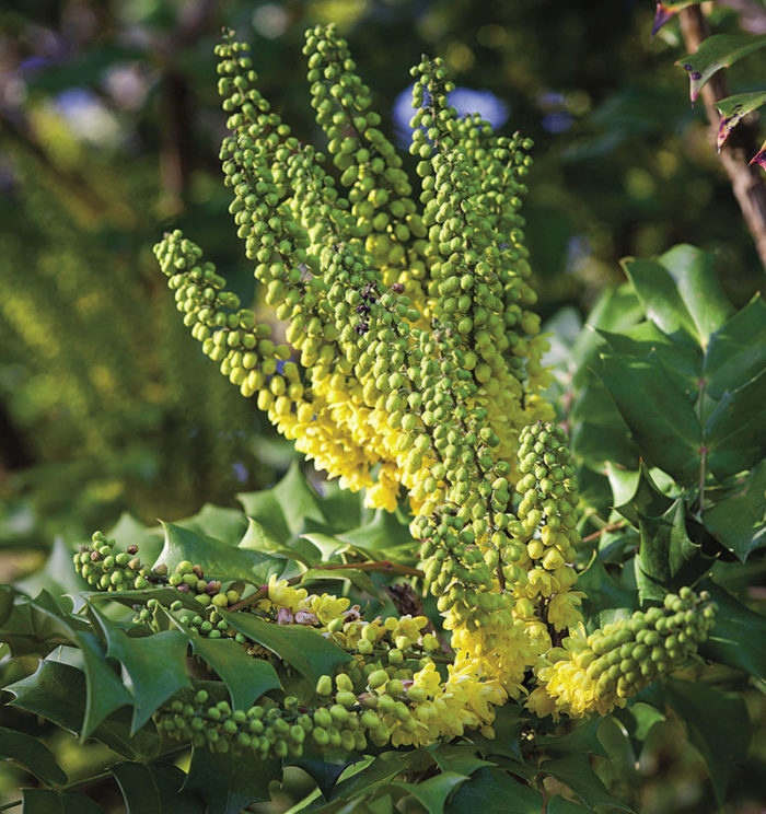 Plants for Property Lines Fine Gardening