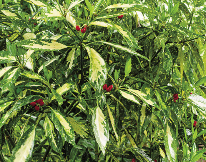 Plants for Property Lines Fine Gardening