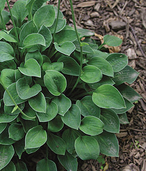 'Baby Bunting’ hosta