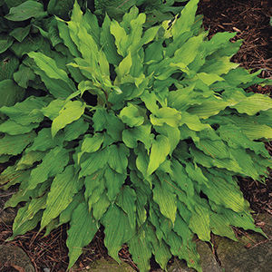 ‘Marrakech’ hosta 