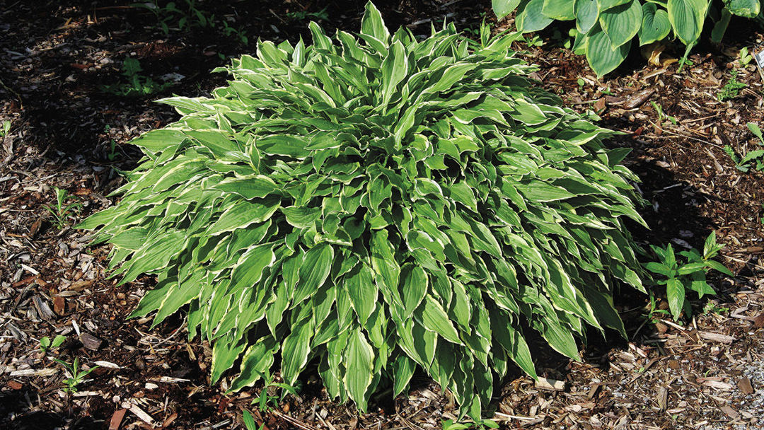 ‘Stiletto’ hosta