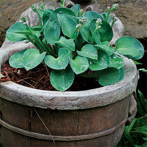 'Blue Mouse Ears’ hosta